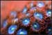 709 Orange Zoa-web